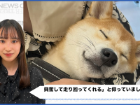 柴犬の幸せそうに眠る姿がSNS上で大きな反響