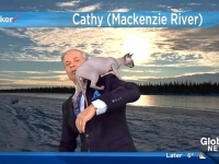 いやいや、猫だから仕方がない！ビデオボムに天才的才能を発揮する猫たちの動画総集編