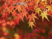 知らないと損しちゃう！　近場でたのしめる紅葉スポット3つ