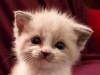 女優スマイル？カメラを向けると微笑んているような表情を見せてくれるキュートな保護子猫（アメリカ）