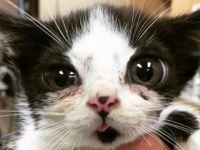 段ボールに入れられ捨てられていた瞳の大きな子猫のポーグ、すっかり元気に暮らしているよ