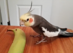 『幸せなら手をたたこう』を歌いながらバナナを叩くオカメインコが賢くて可愛い