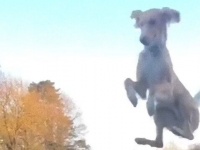 猫かと思ったら犬だった。フェンスを軽々と飛び越える犬