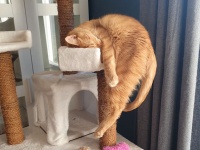 なぜ落ちない？キャットタワーで絶妙のバランスで眠る猫