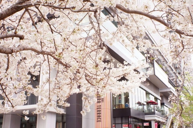 名前のとおり桜が存分に味わえるスポット「飯田橋サクラテラス」（画像はphotoACより)