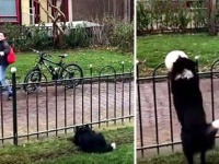 賢いボーダーコリー、フェンス越しから歩道にボールを投げて、通行人に投げ返してもらう遊びを覚えた