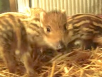 なんたってイノシシ年ですから。保護された六つ子のウリボウたち、犬ママに育てられる
