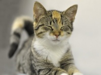 猫を顔認証！世界初、猫専用AI搭載スマートシェルターが誕生