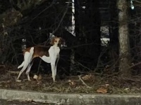 行方不明になってから100日後に家に戻ってきた犬。ずっと森で迷子になっていた