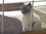 「早く開けて〜！」高速ノックで窓を開けさせるスーパー猫