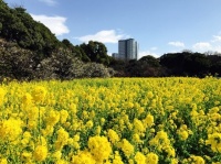 「浜離宮恩賜庭園」内のお花畑は、菜の花が満開（写真はJタウンネット編集部撮影）