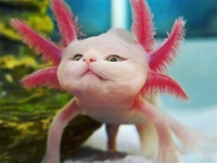 猫はどんな動物にもよくなじむ。2匹の飼い猫を他の動物と合体させてキメラ化させた作品