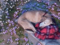 もう一度君に会いたくて…！今は亡き愛犬との約束を果たすため、仮想現実空間にビーチを作った飼い主