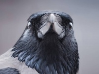 動物にも個性がありそれが科学者を惑わせる。その解決方法とは？