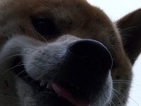 まさに「計画通り」　不敵スマイル浮かべる柴犬が働いた〝悪事〟とは