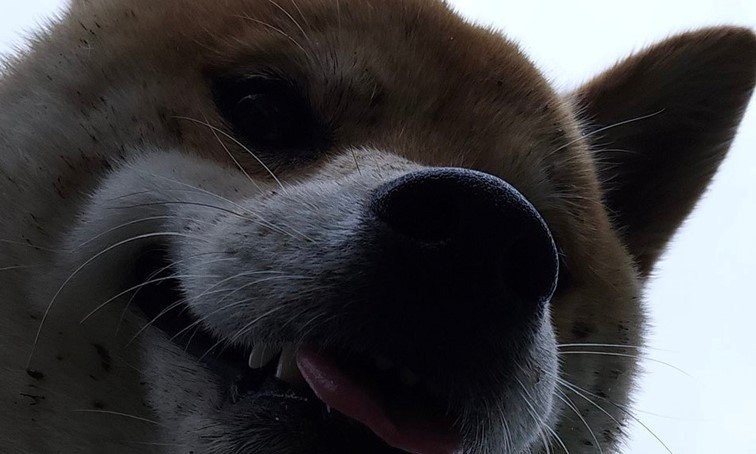 まさに「計画通り」　不敵スマイル浮かべる柴犬が働いた〝悪事〟とは
