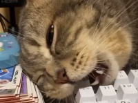 エスケープだけは許さない猫。Escキーをかじり続ける