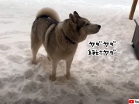 だが断る！雪遊びが楽しすぎて家の中に入ることを拒むハスキー