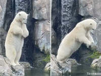 シロクマが水に飛びこむダイブスタイルがかわいすぎた