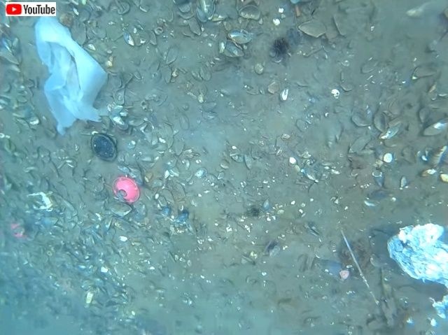 cheekybeluga4_640_640