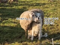 牧羊犬に恋した羊、いちゃいちゃが止まらない