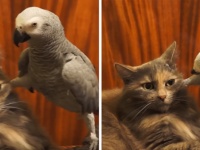 オウムにイジられまくってもガン無視し続けるニャンコが可愛すぎるwww