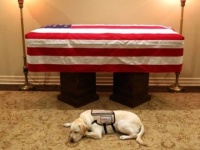 ジョージ・ブッシュ元大統領の棺の前に寄り添うように横たわる介助犬の姿が全米の涙を誘う