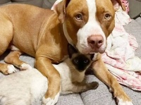 猫が苦手だったはずの犬が、迷い込んできた子猫にメロメロに。ぴっとりくっついて離れない