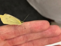 スーパーで買ったブロッコリーに7匹の芋虫を発見した男性、ペットとして育てて蝶にする（イギリス）※芋虫出演中