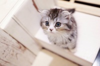 「ペットを飼うと婚期を逃す」は本当？ 独身女性は男性の7倍ペットにお金をかけていると判明！
