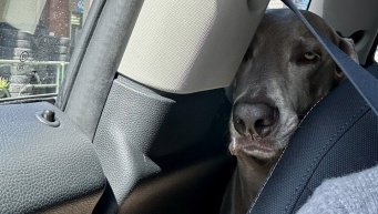 運転中、背後から感じる〝生暖かい鼻息〟　忍び寄る影に6.6万人ほっこり「ちょっと浴びてみたい」