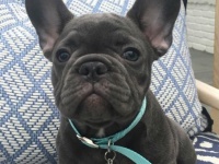 リース・ウィザースプーンの新たな愛犬  (c)Instagram