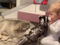 「ボクお兄ちゃんだからね！」マラミュートの子犬とニンゲンの赤ちゃん、初めましてからさらにもう1人増えるまで