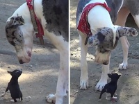 「パイセンにどうしても会いたくて！」小さな犬が向かった先は憧れの大きな犬のいる場所だった