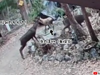 オス鹿が偽物の鹿（ゴム製）に恋をした。求愛行動する様子が監視カメラにとらえられる