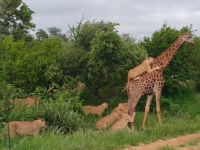 キリンがライオンをおんぶしてる？その写真の真相は・・・（南アフリカ）