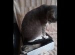 出してくれ〜！　猫が座る箱の中に閉じ込められていたのは・・・！