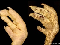 遺伝子をわずかに操作するだけで、ウロコを羽に変えることができることが判明