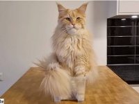 ごはんより猫じゃらしよりベッドより、何よりも小さな箱が好きなメインクーン