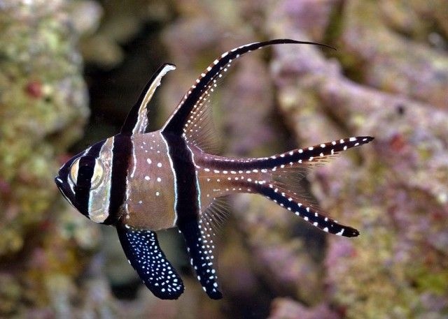 Banggai-Cardinalfish_e