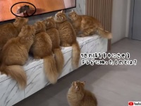 猫の夢中がすぎる。7匹がガン見するテレビ画面に映ったものとは？
