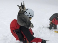 登山者を見つけ一緒に山を登ったひとなつっこいヤギ。帰りたくなくて遭難するも無事救出される（オーストリア）