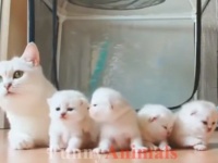 ああお母さん、ありがとう！今日も明日も育児にはげむ母猫たちを詰め合わせでどうぞ