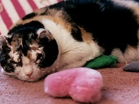 例えその身が焼かれようとも、炎の中に5回飛び込み5匹の子猫を助け出した母猫の物語（アメリカ）