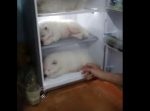 雪国出身のワンコが南国にいくと・・・！？
