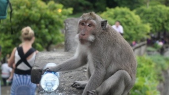 人間から高額な所持品を奪い、価値に見合った餌をくれるまで返さない高度な知恵を持つバリ島の猿