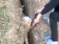 溝にハマった羊「せっかく助けてもらったのに…！」逃げた拍子にまた同じ溝にジャンプイン