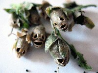 テラシュール！ドクロのなる植物「キンギョソウ」