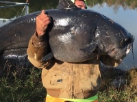 【びっくり！】男性が釣った巨大ナマズ（約51キロ）が「デカすぎる！」と話題に