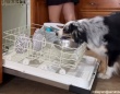 ロボットよりこの犬が欲しい！食器洗いのお手伝いを完璧にこなすオーストラリアン・シェパード